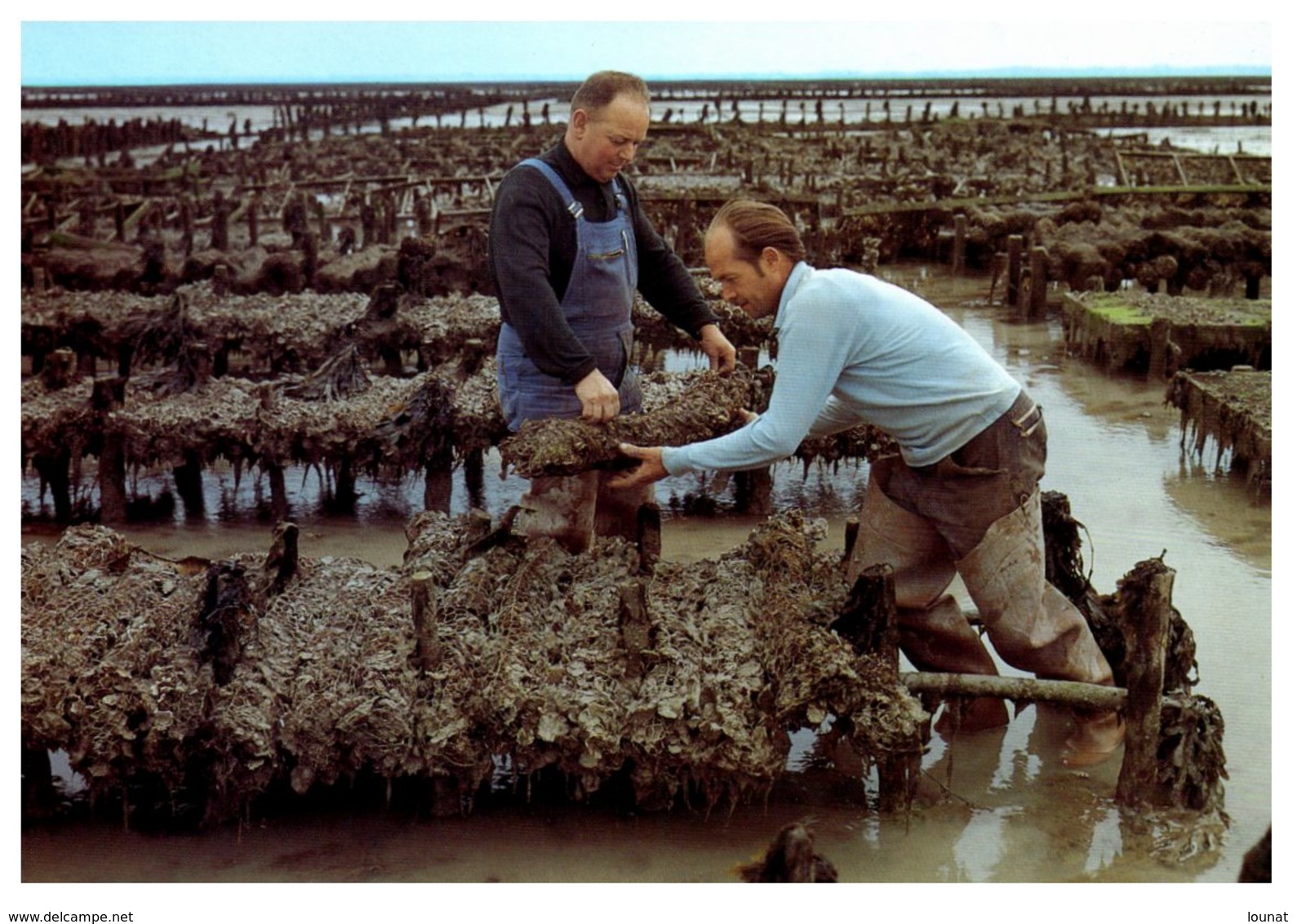 Parcs à Huitres - Ostréiculture - Grappes D'huitres Portugaises - Artaud & Cie - Pêche