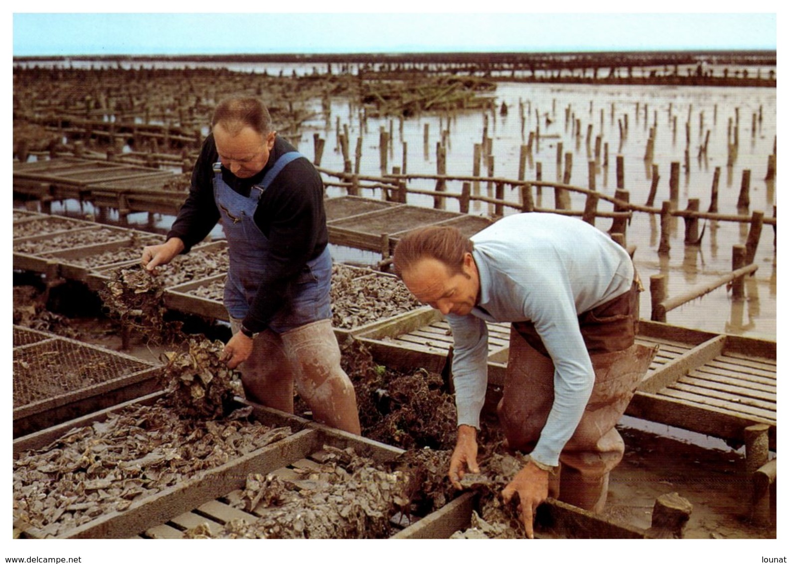 Parcs à Huitres - Ostréiculture - Grappes D'huitres Portugaises - Artaud & Cie - Pêche