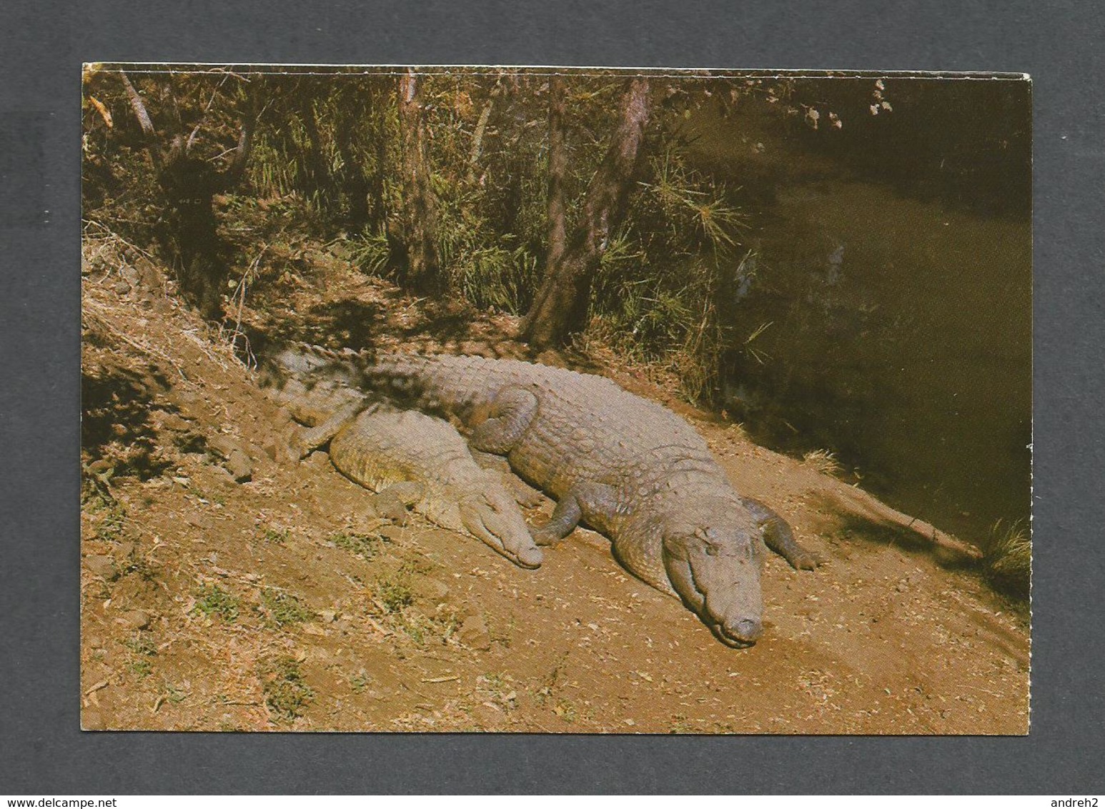 ANIMAUX - ANIMALS - CROCODILES ZIMBABWE - PHOTO DAVID TRICKETT - Autres & Non Classés