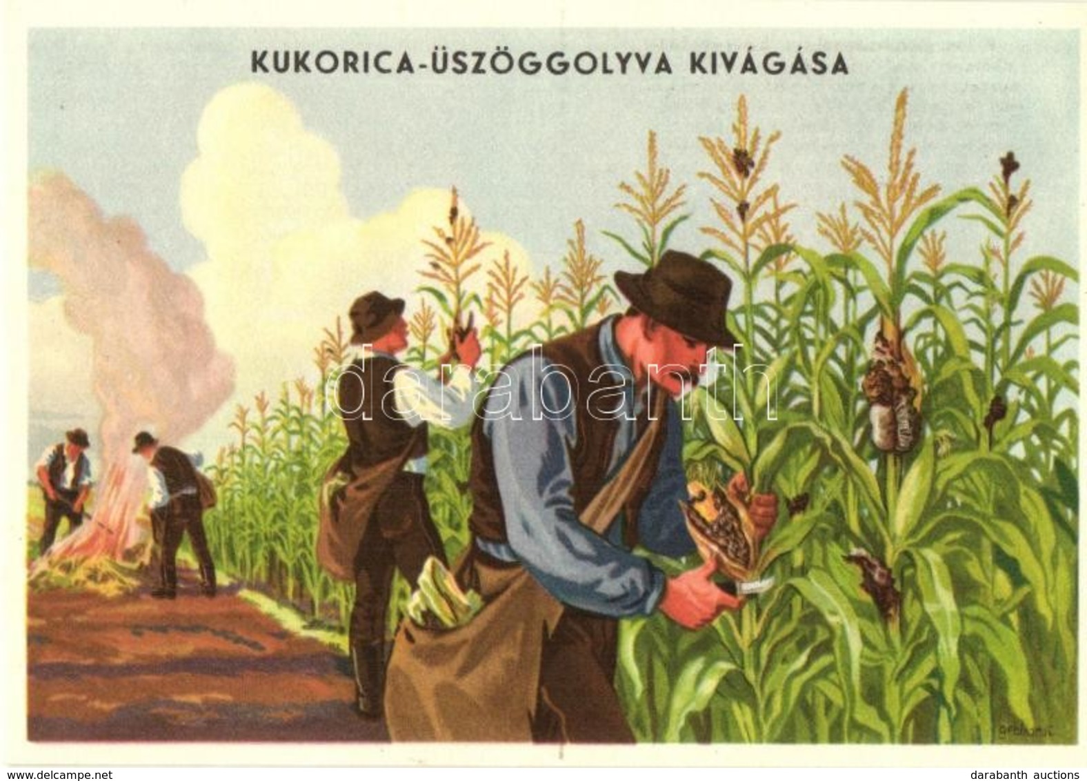 ** T1 Kukorica üszöggolyva Kivágása. Magyar Mezőgazdasági Propaganda Reklámlap,  Klösz / Hungarian Agricultural Propagan - Zonder Classificatie