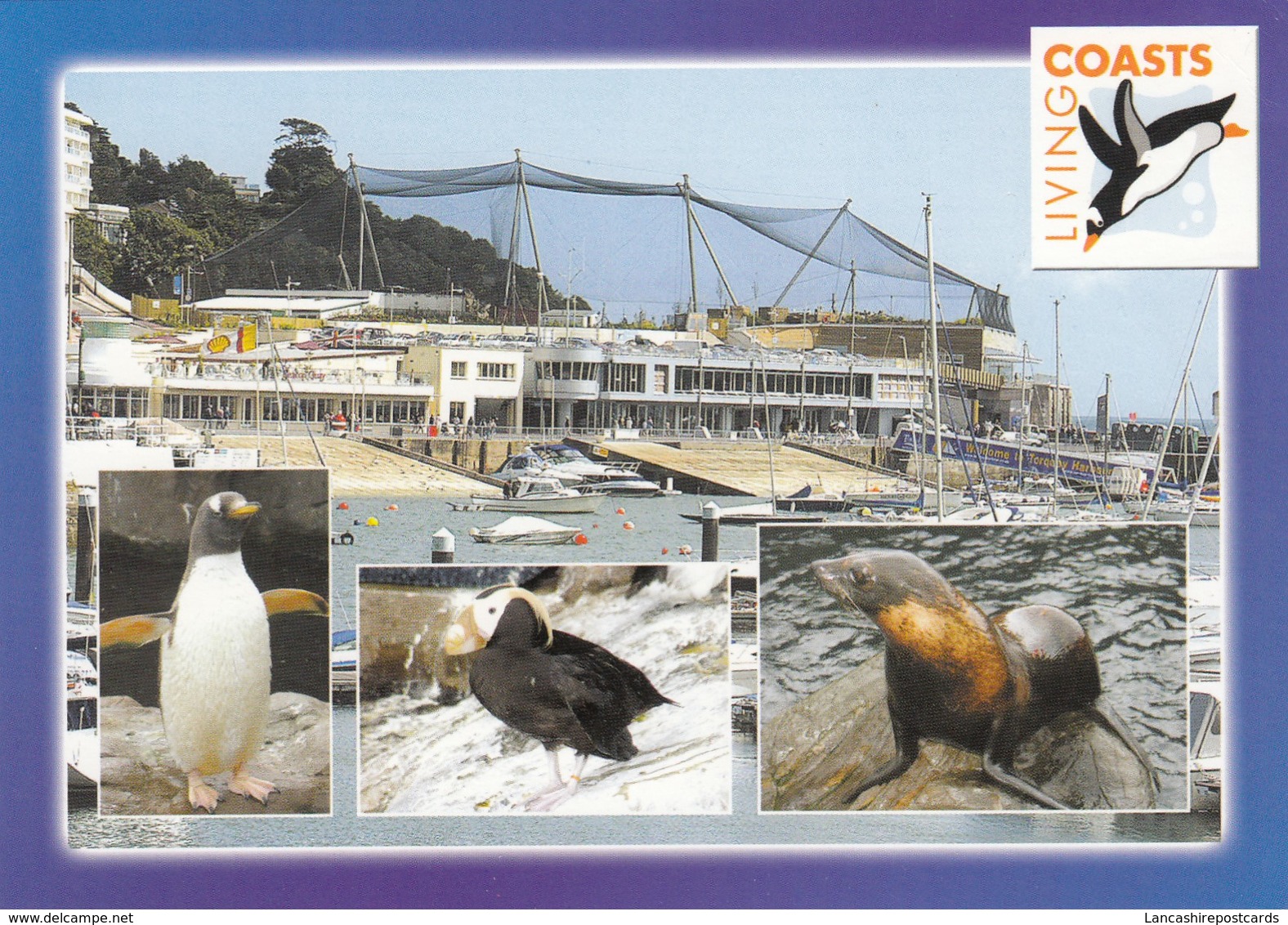 Postcard Living Coasts Torquay Coastal Zoo Penguin And Seal My Ref  B23479 - Torquay