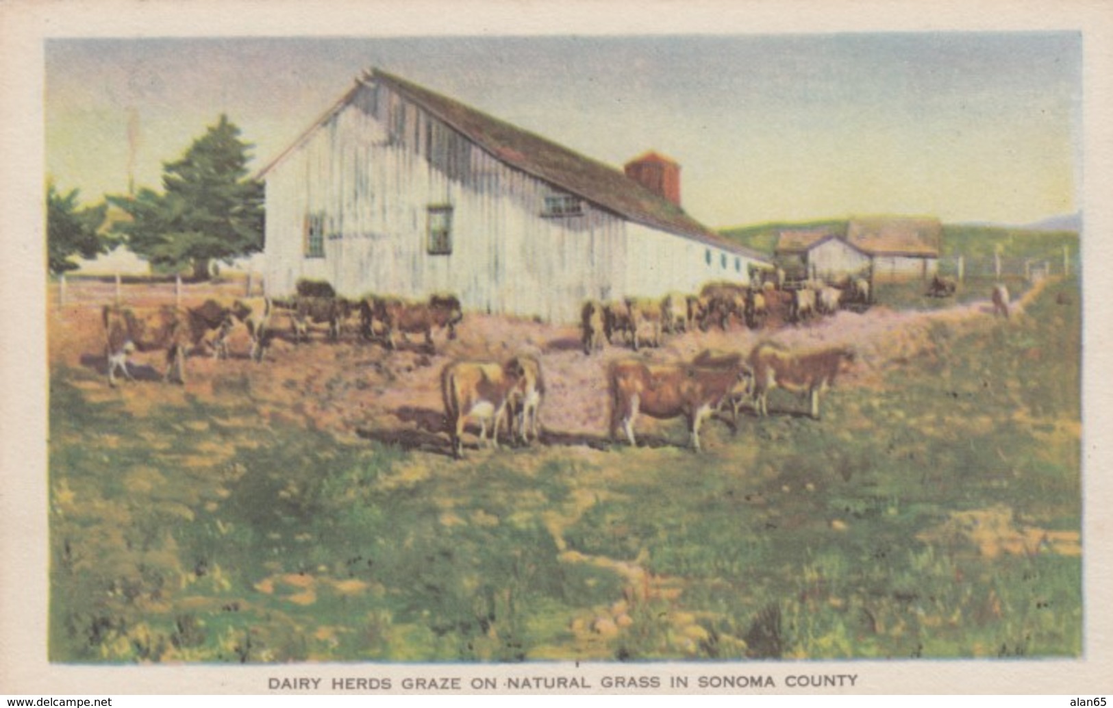 1915 Panama-Pacific Exposition, San Francisco, Sonoma County Exhibit, Dairy Farm Cows Barn C1910s Vintage Postcard - Exhibitions