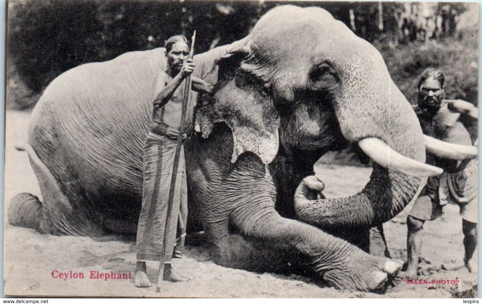 ASIE - SRI LANKA - ( CEYLAN  ) --  Eléphant - Sri Lanka (Ceylon)