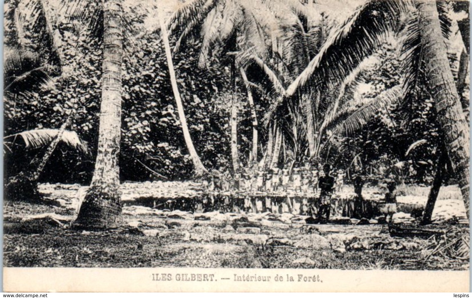 OCEANIE -- KIRIBATI --  Iles Gilbert - Intérieur De La Forêt - Kiribati