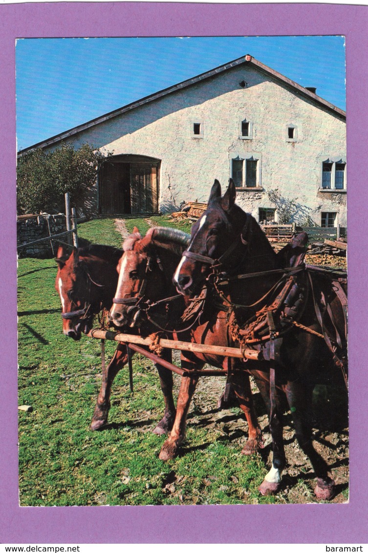 JU Au Pâturage Du Jura Franches Montagnes  Chevaux Attelés Devant Une Ferme - Saignelégier