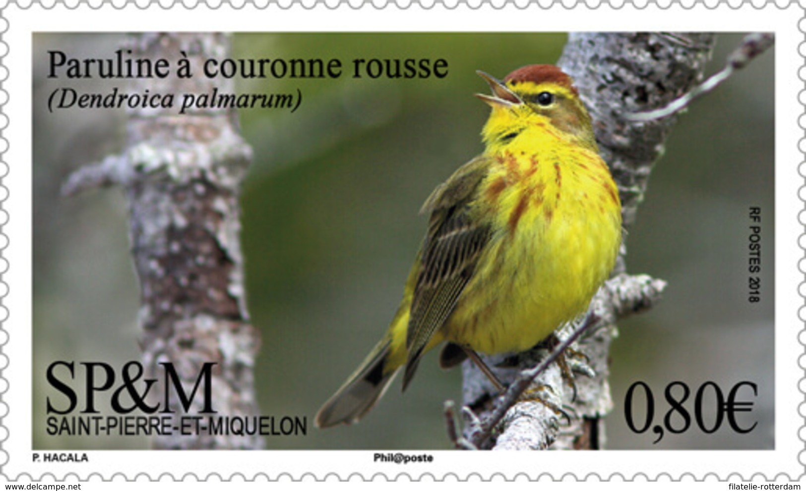 Saint Pierre Et Miquelon - Postfris / MNH - Complete Set Vogels 2018 - Unused Stamps