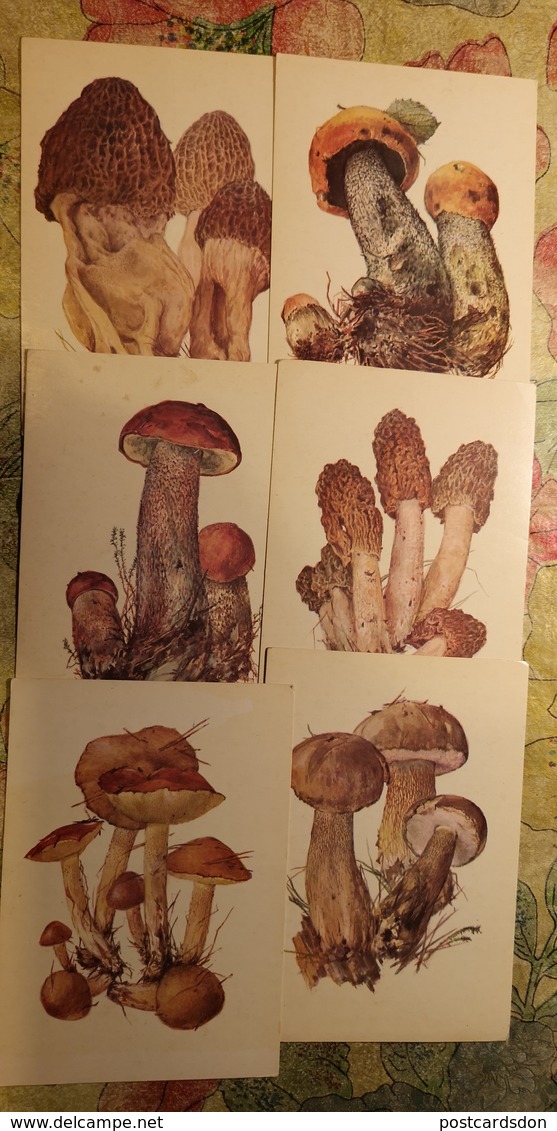 Russia. MUSHROOMS - 29 Postcards Lot -  Mushroom - Old Postcard - - Champignon 1976 - Mushrooms