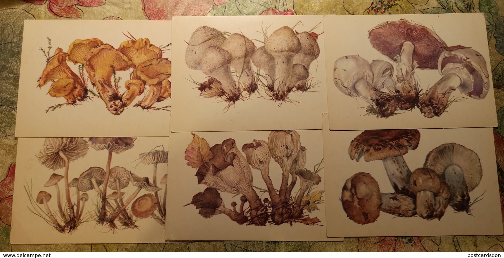 Russia. MUSHROOMS - 29 Postcards Lot -  Mushroom - Old Postcard - - Champignon 1976 - Champignons