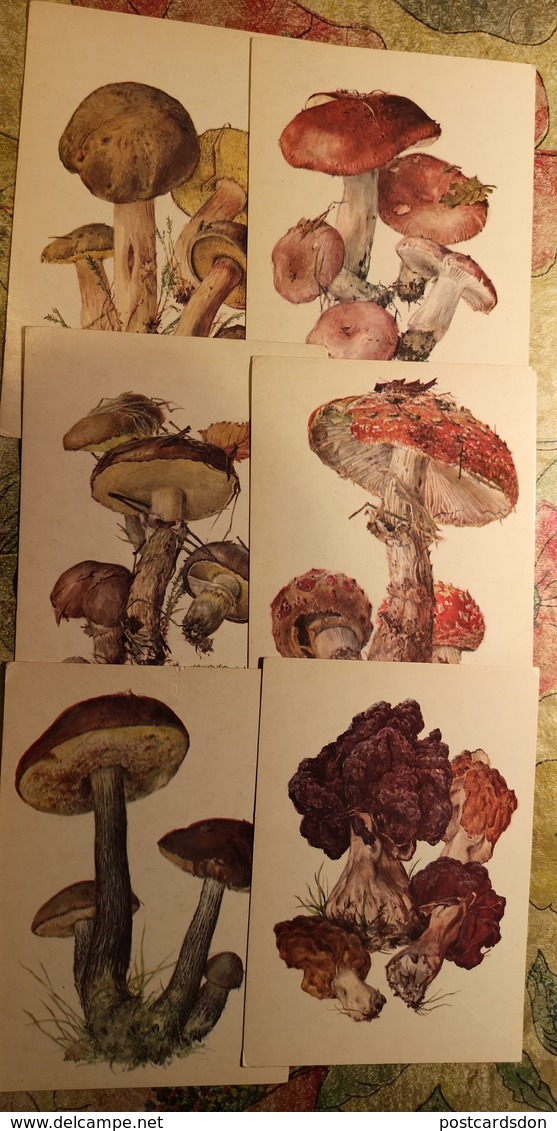 Russia. MUSHROOMS - 29 Postcards Lot -  Mushroom - Old Postcard - - Champignon 1976 - Champignons