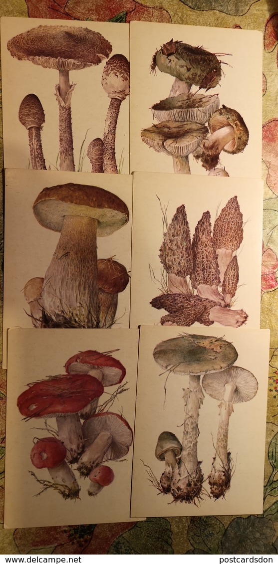 Russia. MUSHROOMS - 29 Postcards Lot -  Mushroom - Old Postcard - - Champignon 1976 - Champignons