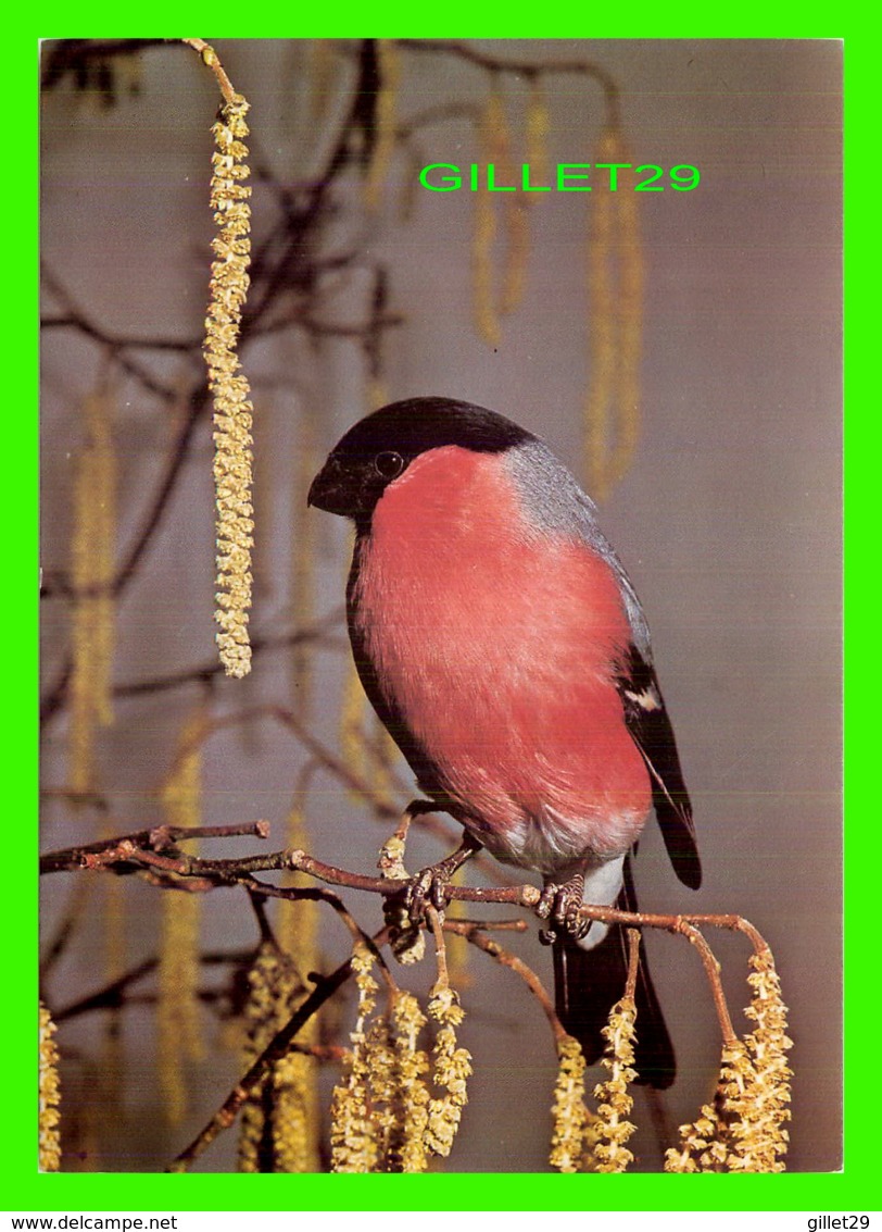 OISEAUX - BIRDS - BULLFINCH - PYRRHULA PYRRHULA - ANDRÉ FATRAS - - Pájaros