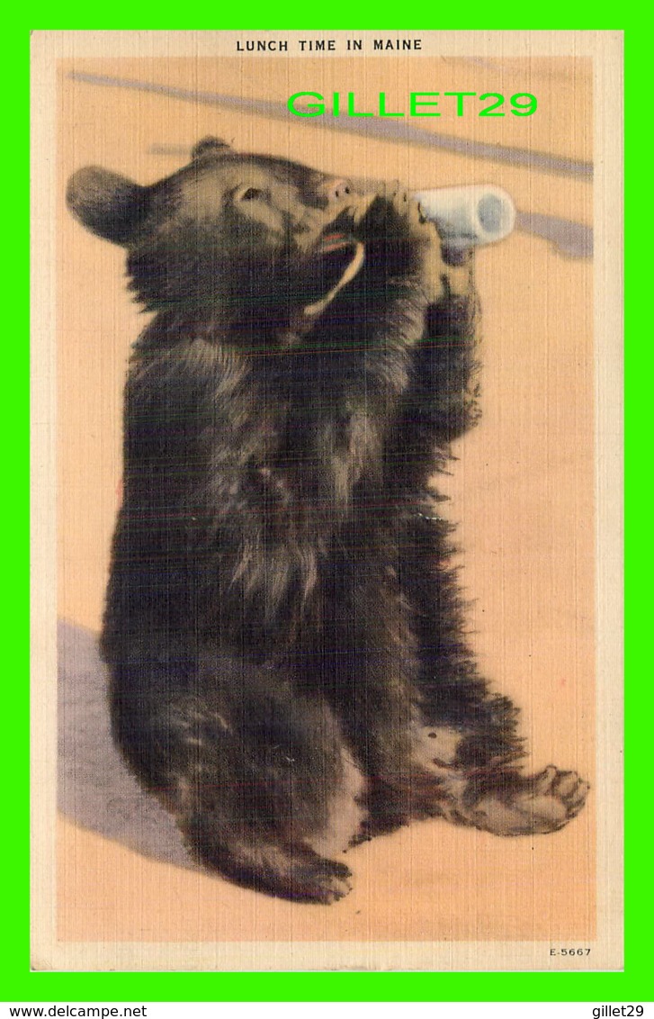 BEARS, OURS -  BEAR CUBS LUNCH TIME IN MAINE - WRITTEN - AMERICAN ART POST CARD CO - - Ours