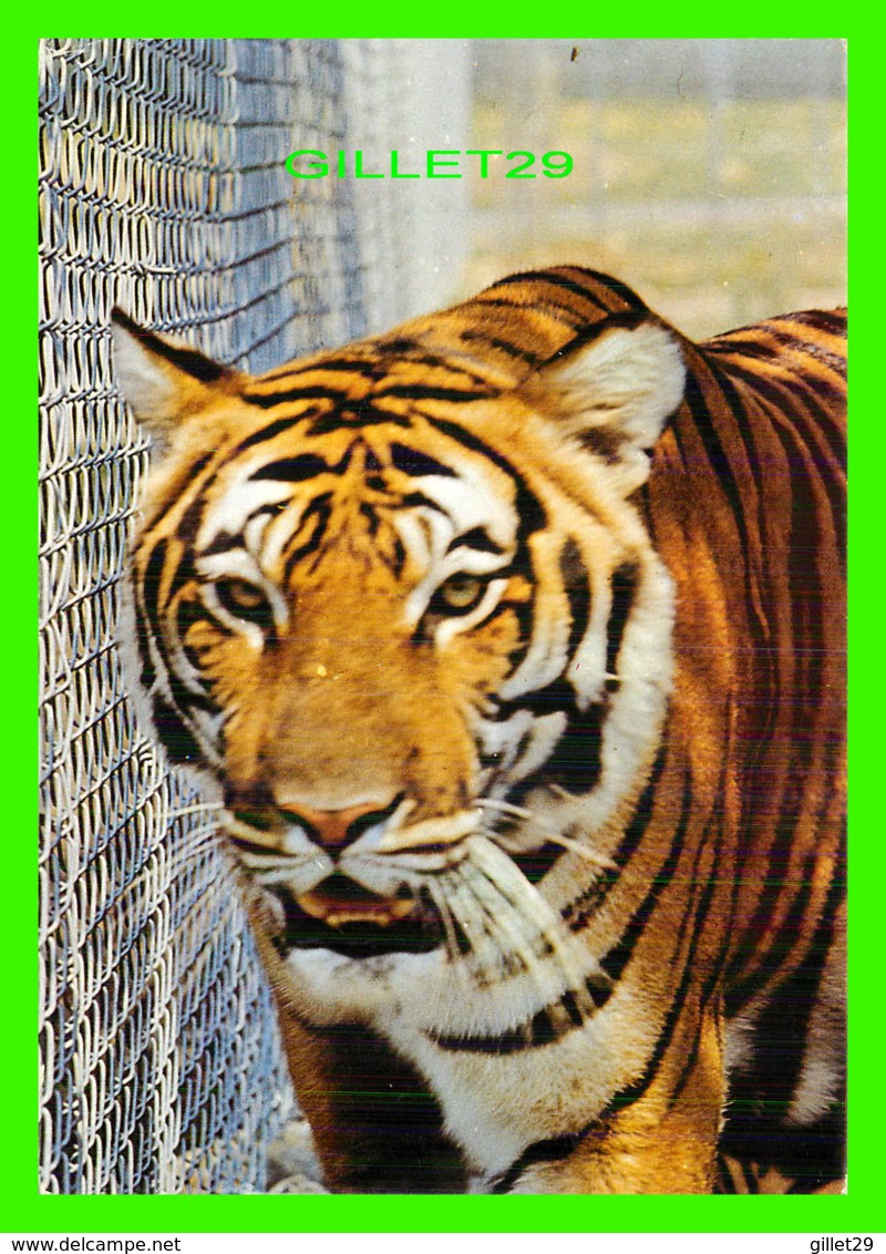 TIGRE - TIGER - PARC SAFARI AFRICAIN - TRAVEL IN 1984 - - Tigers