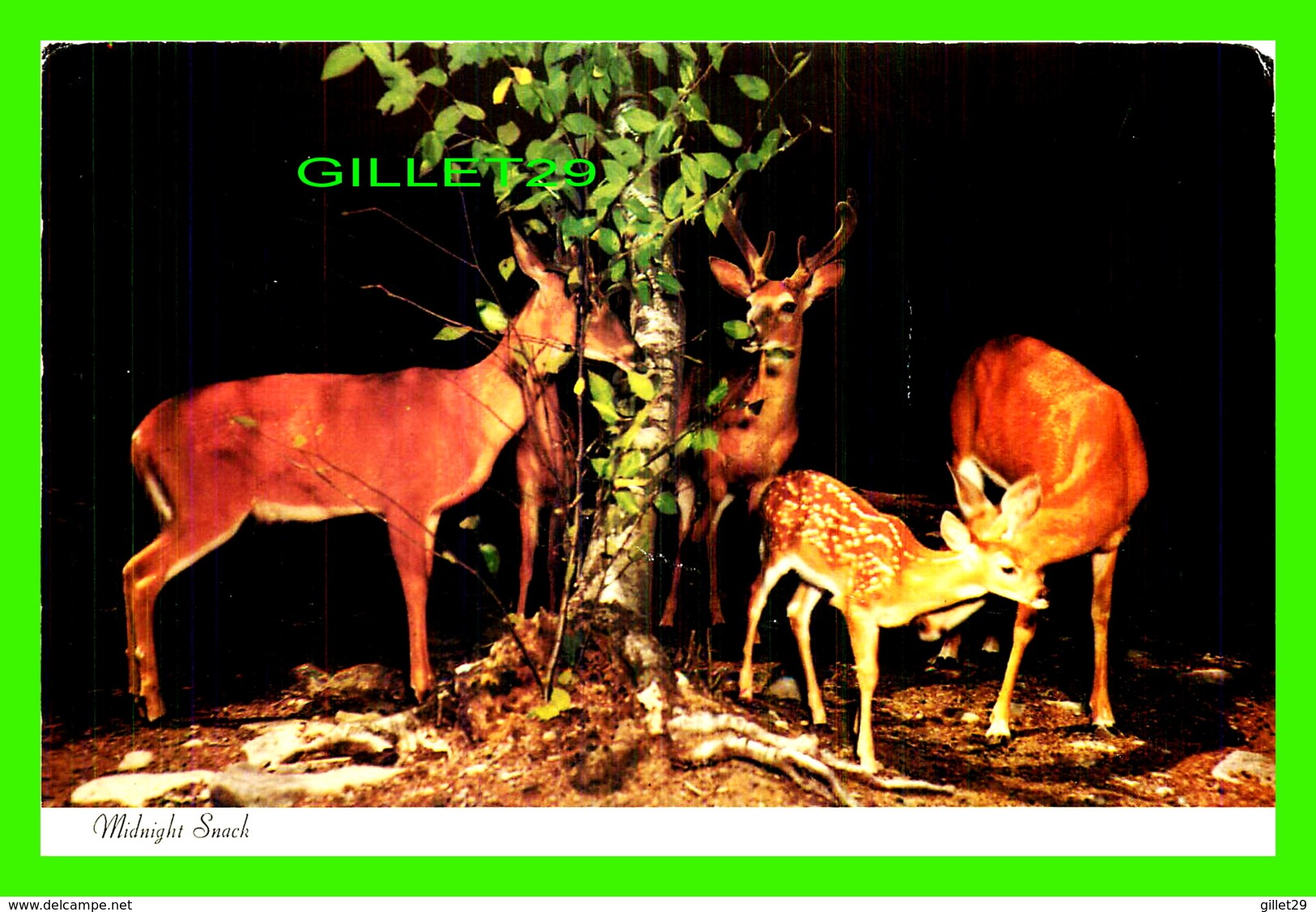 CERF, CHEVREUILS - MIDNIGHT SNACK - GREETINGS FROM THE POCONO MOUNTAINS - TRAVEL IN 1957 - - Autres & Non Classés