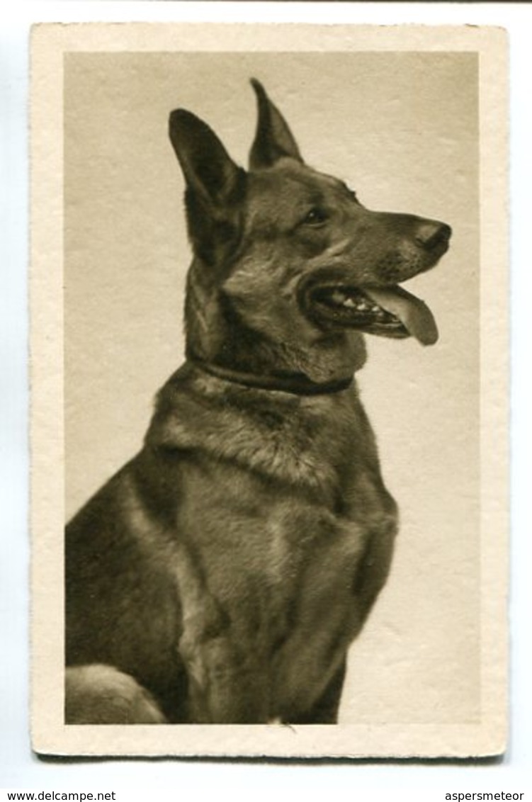 EAST EUROPEAN SHEPHERD, DOG, CHIEN, PERRO. POSTAL CPA CIRCULATED 1937 -LILHU - Chiens