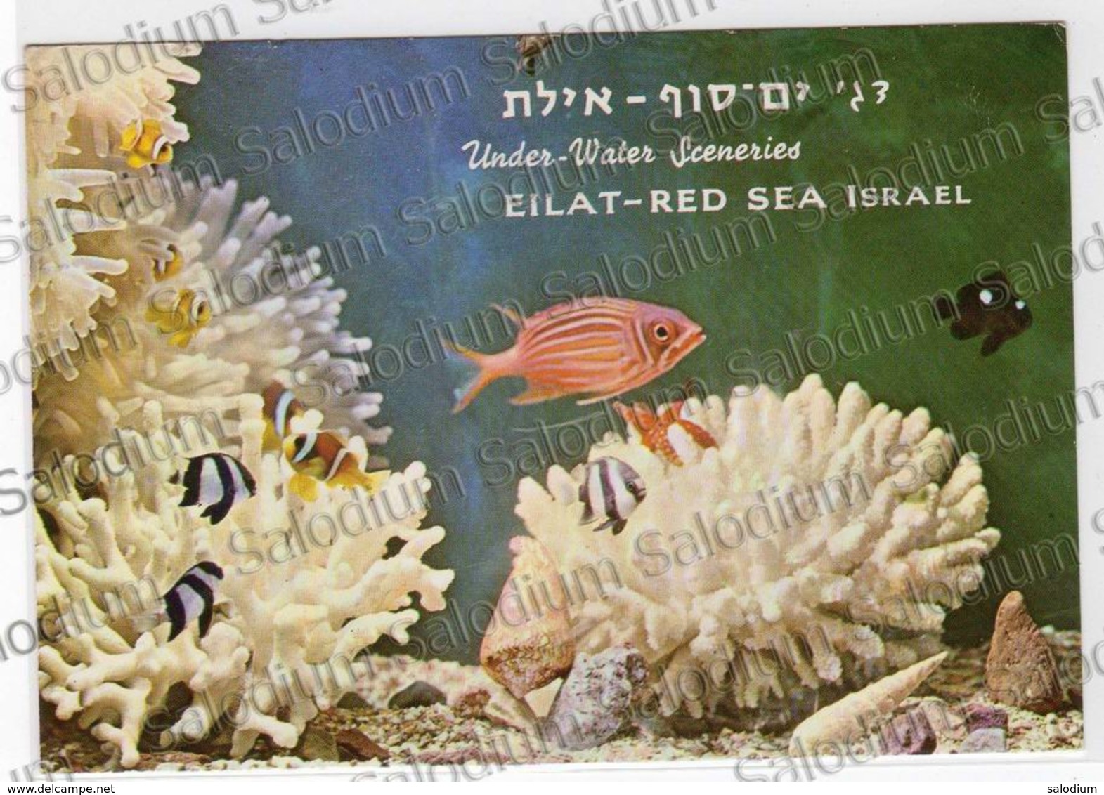 EILAT RED SEA ISRAEL ACQUARIO FISH CORAL CORAL REEF - Israël