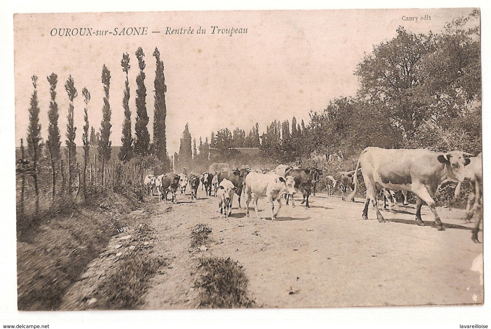 CPA 71 OUROUX SUR SAONE RENTREE DU TROUPEAU RARE BELLE CARTE  !! - Autres & Non Classés