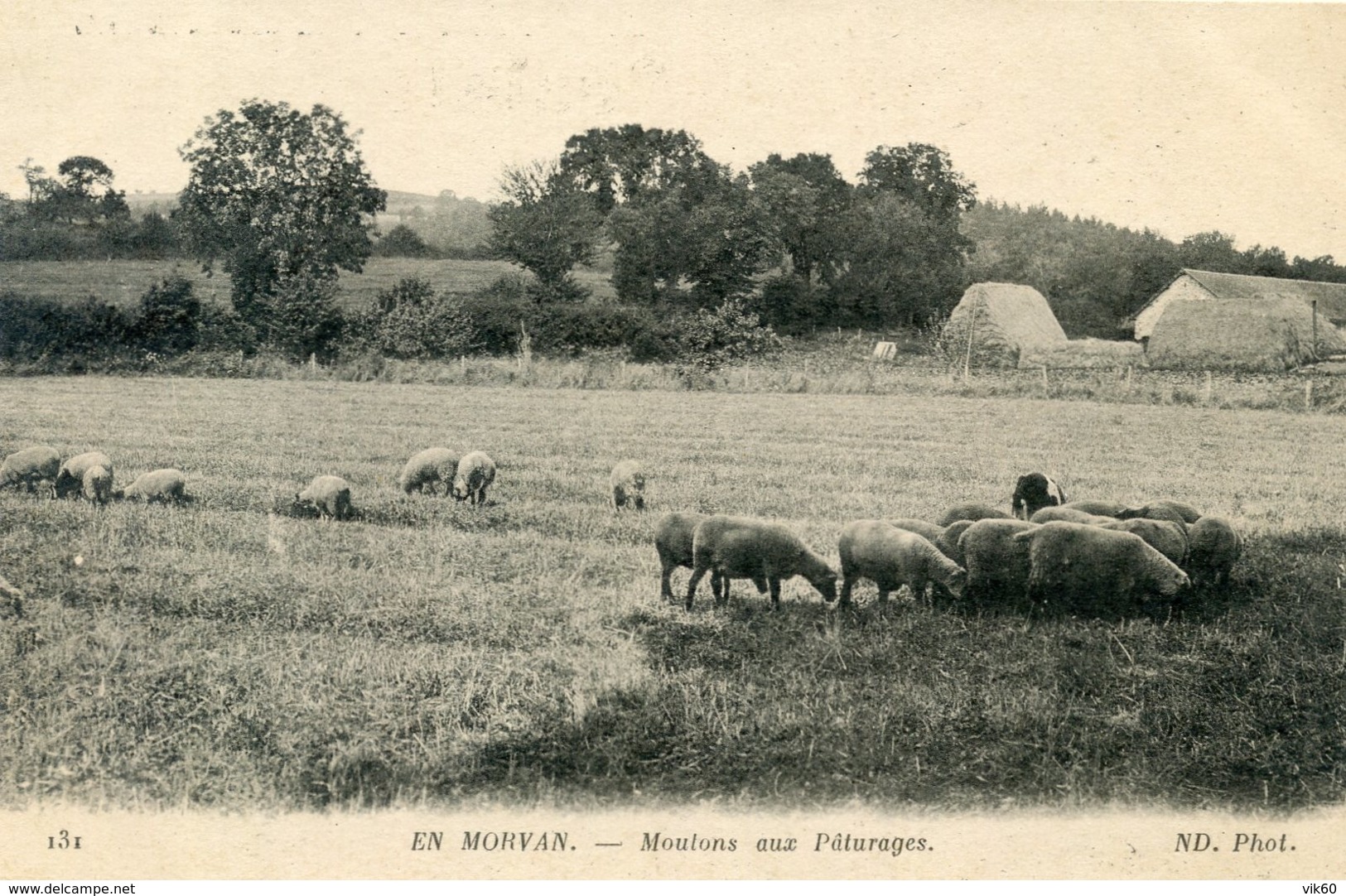 58     EN MORVAN  MOUTONS AUX PATURAGES - Autres & Non Classés