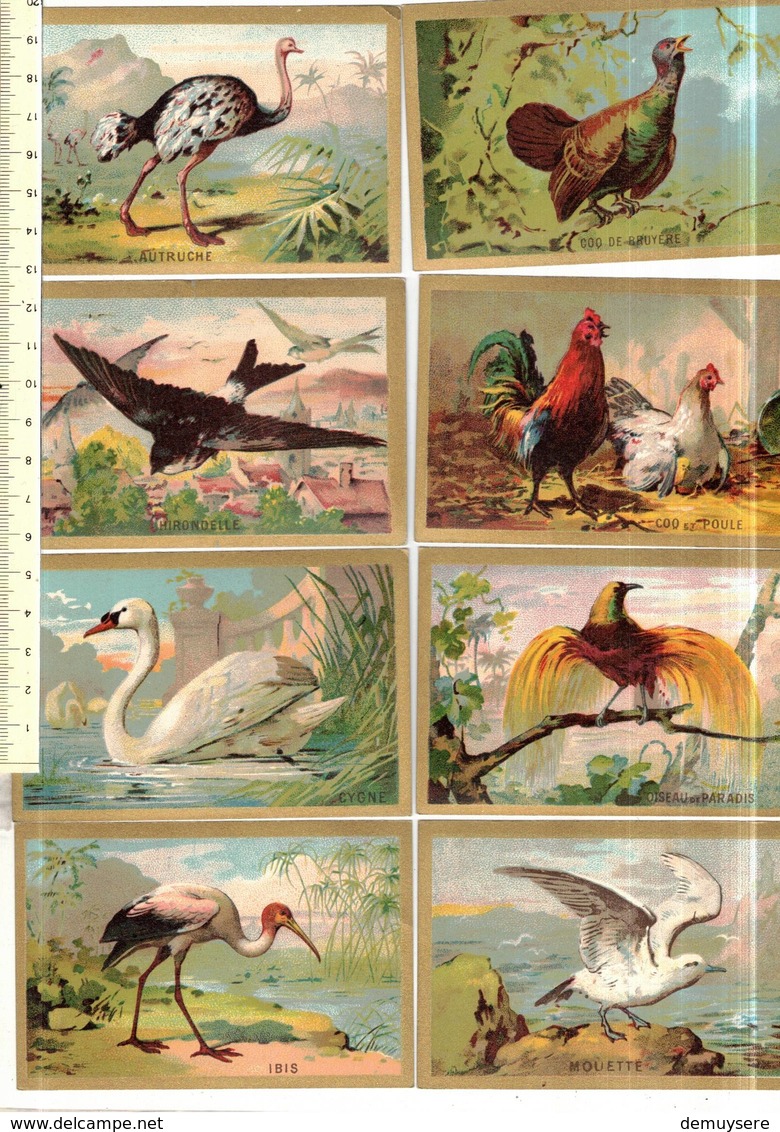 Groep Kl 001 - 40 Comos -   Oiseaux - Vogels - Autres & Non Classés