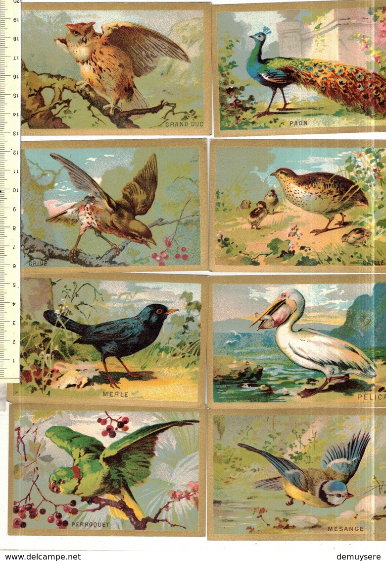 Groep Kl 001 - 40 Comos -   Oiseaux - Vogels - Autres & Non Classés