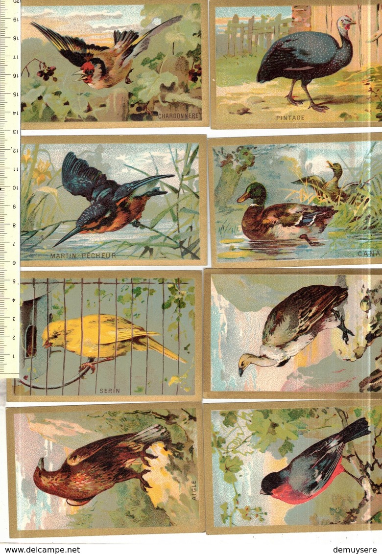 Groep Kl 001 - 40 Comos -   Oiseaux - Vogels - Autres & Non Classés