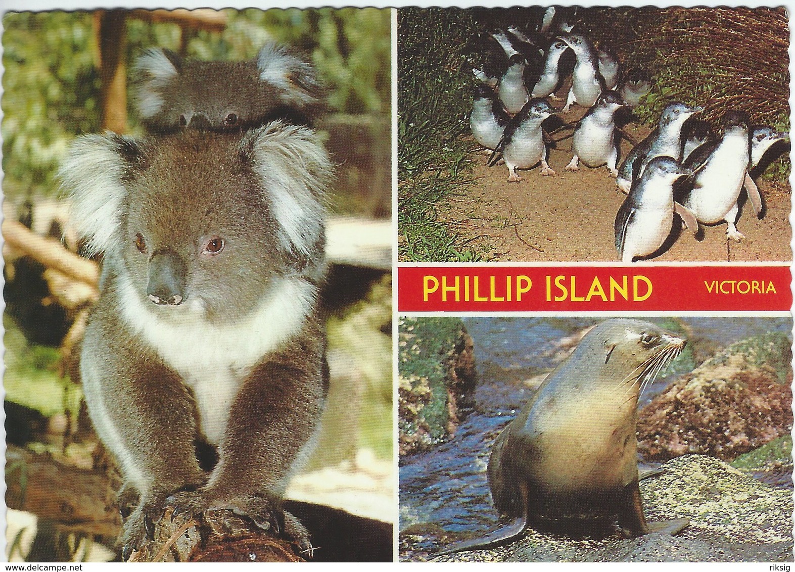 Australia - Phillip Island. Sent To Denmark 1984.  # 06969 - Other & Unclassified