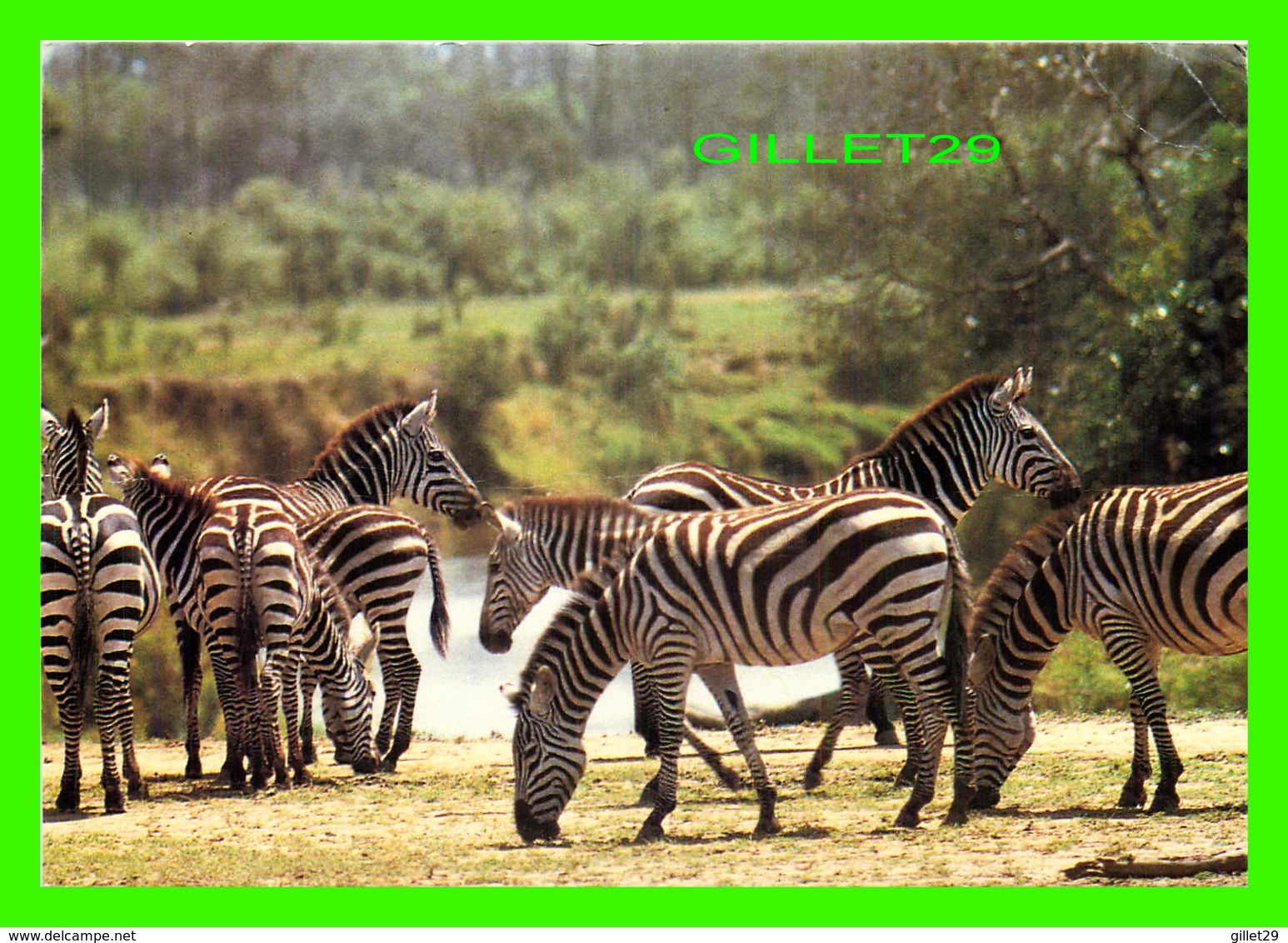 ZÈBRES - KENSTA WILDLIFE SERIES, ZEBRAS - TRAVEL IN 1985 - - Zèbres