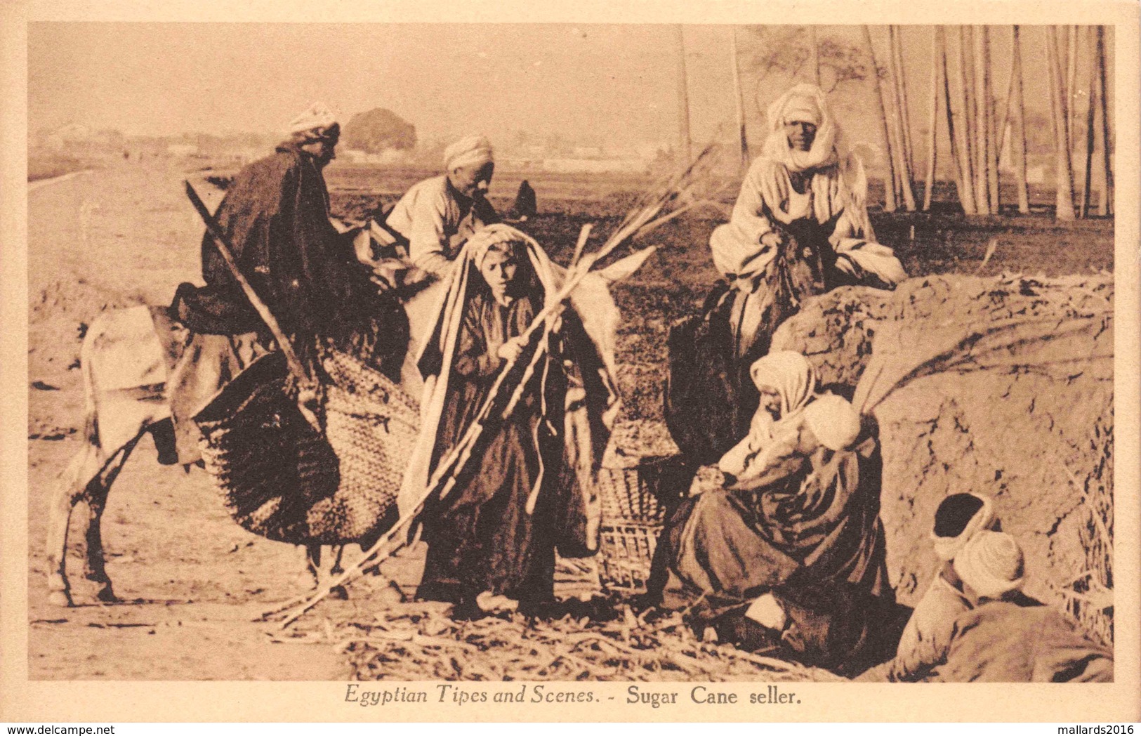 EGYPT ~ SUGAR CANE SELLER ~ AN OLD POSTCARD #91568 - Persons