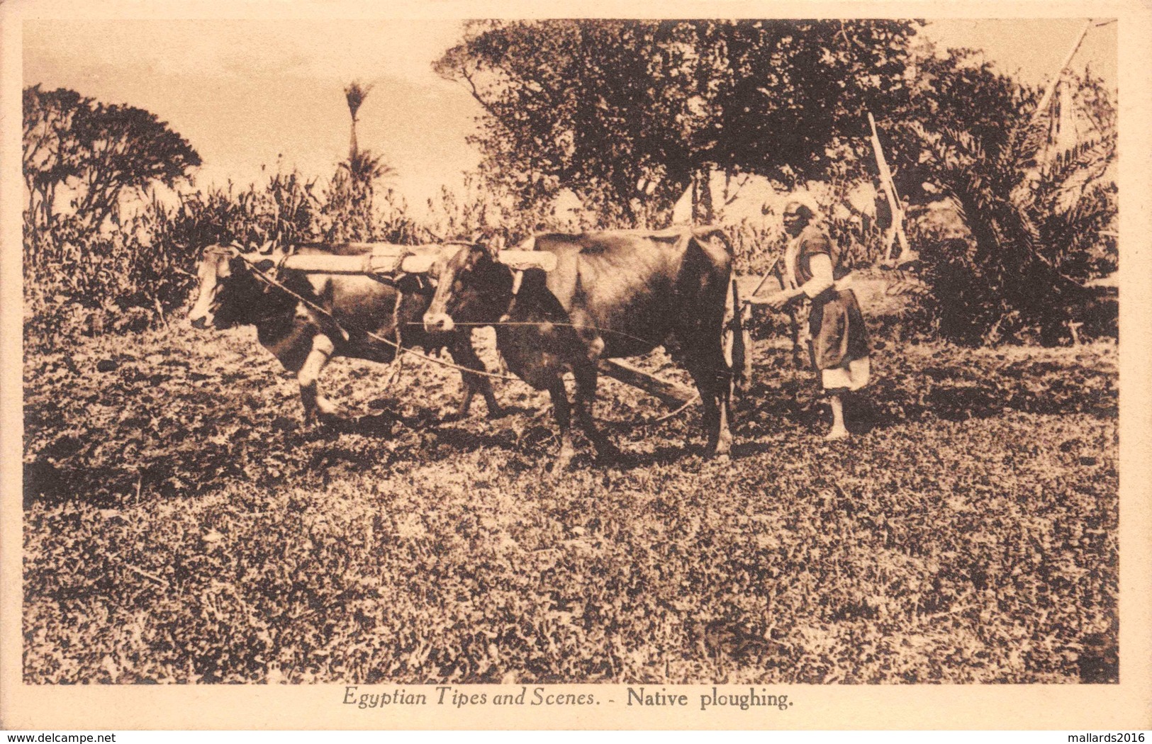 EGYPT ~ NATIVE PLOUGHING ~ AN OLD POSTCARD #91557 - Persons