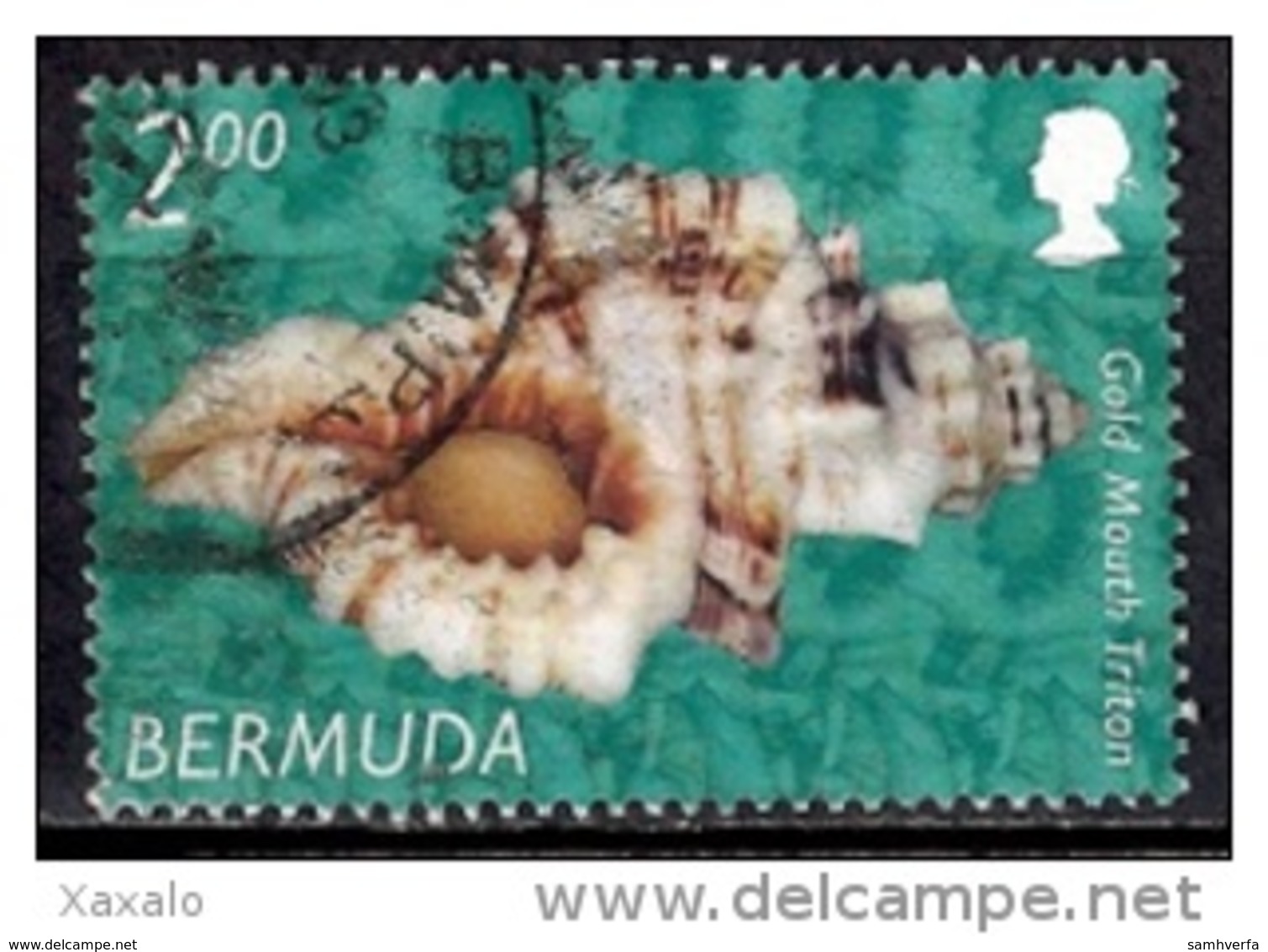 Bermuda 2002 - Shells - Bermudas