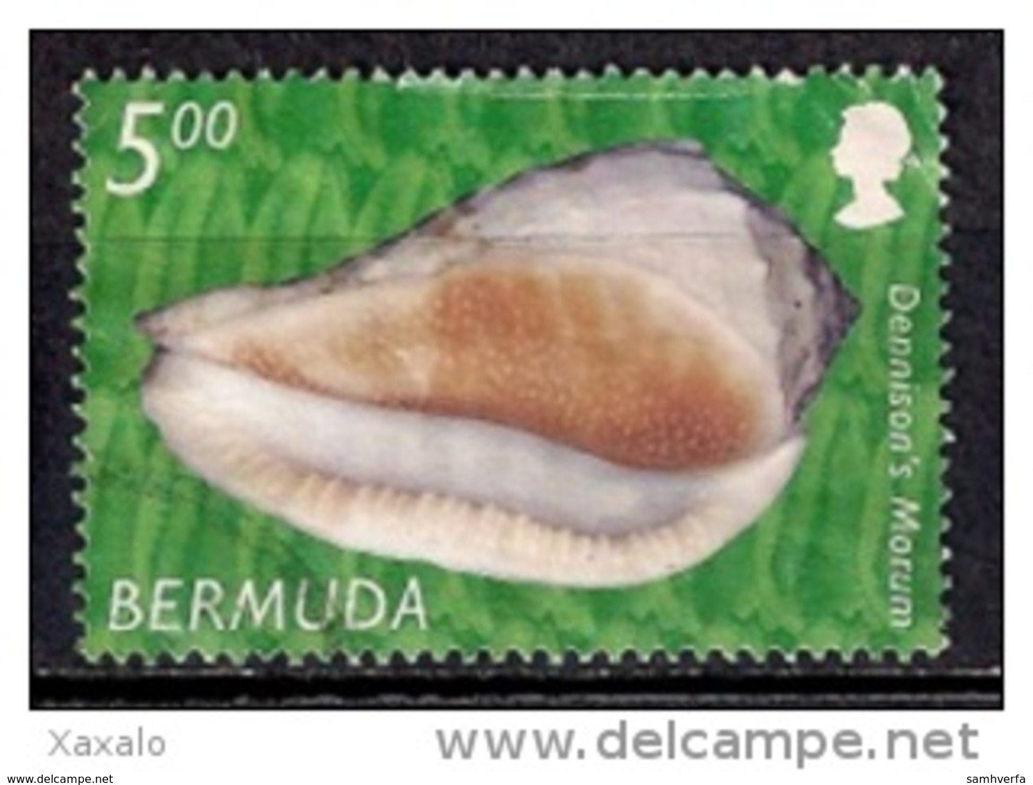 Bermuda 2002 - Shells - Bermudas