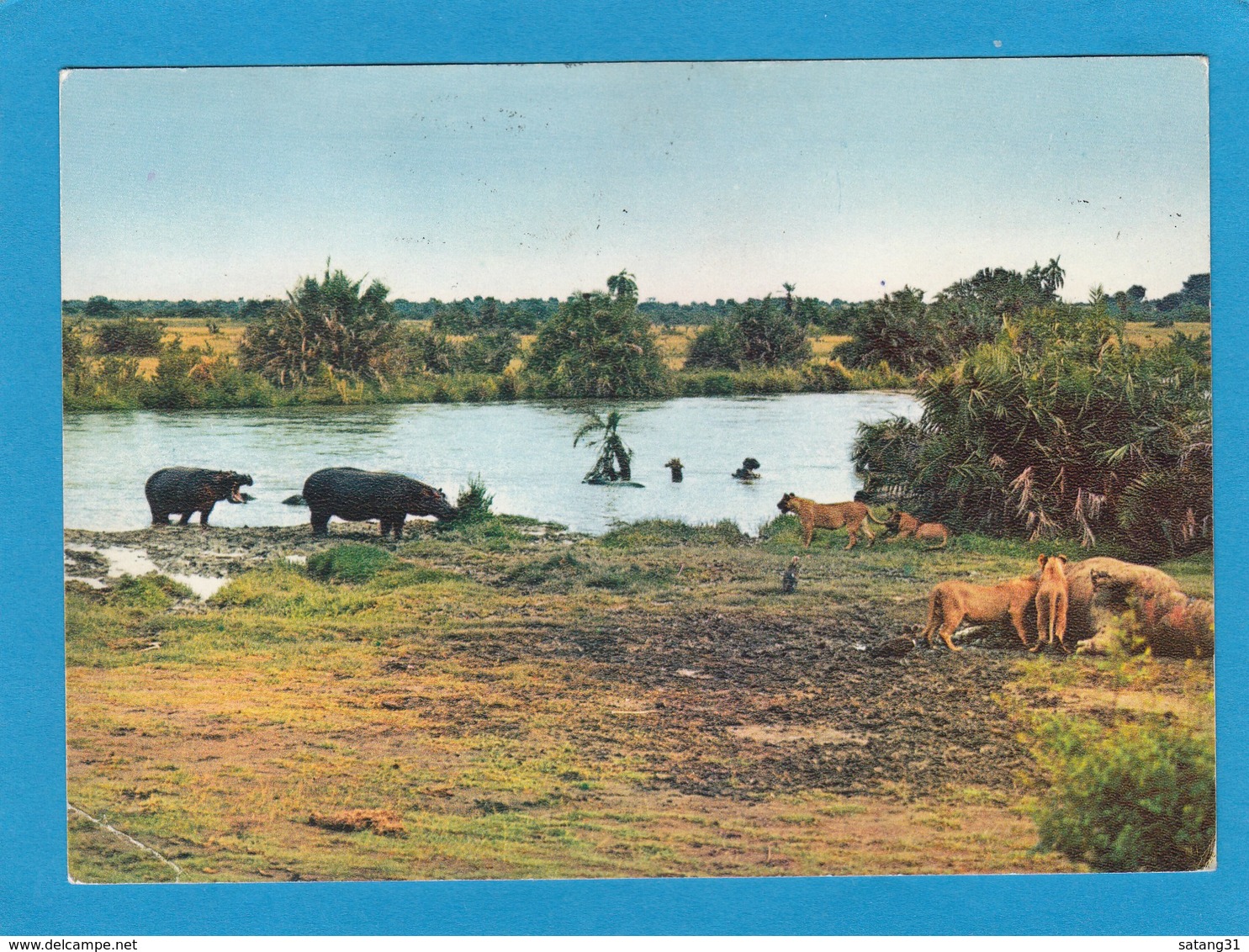 PARC NATIONAL ALBERT.LIONS ET HIPPOPOTAMES. - Kinshasa - Léopoldville