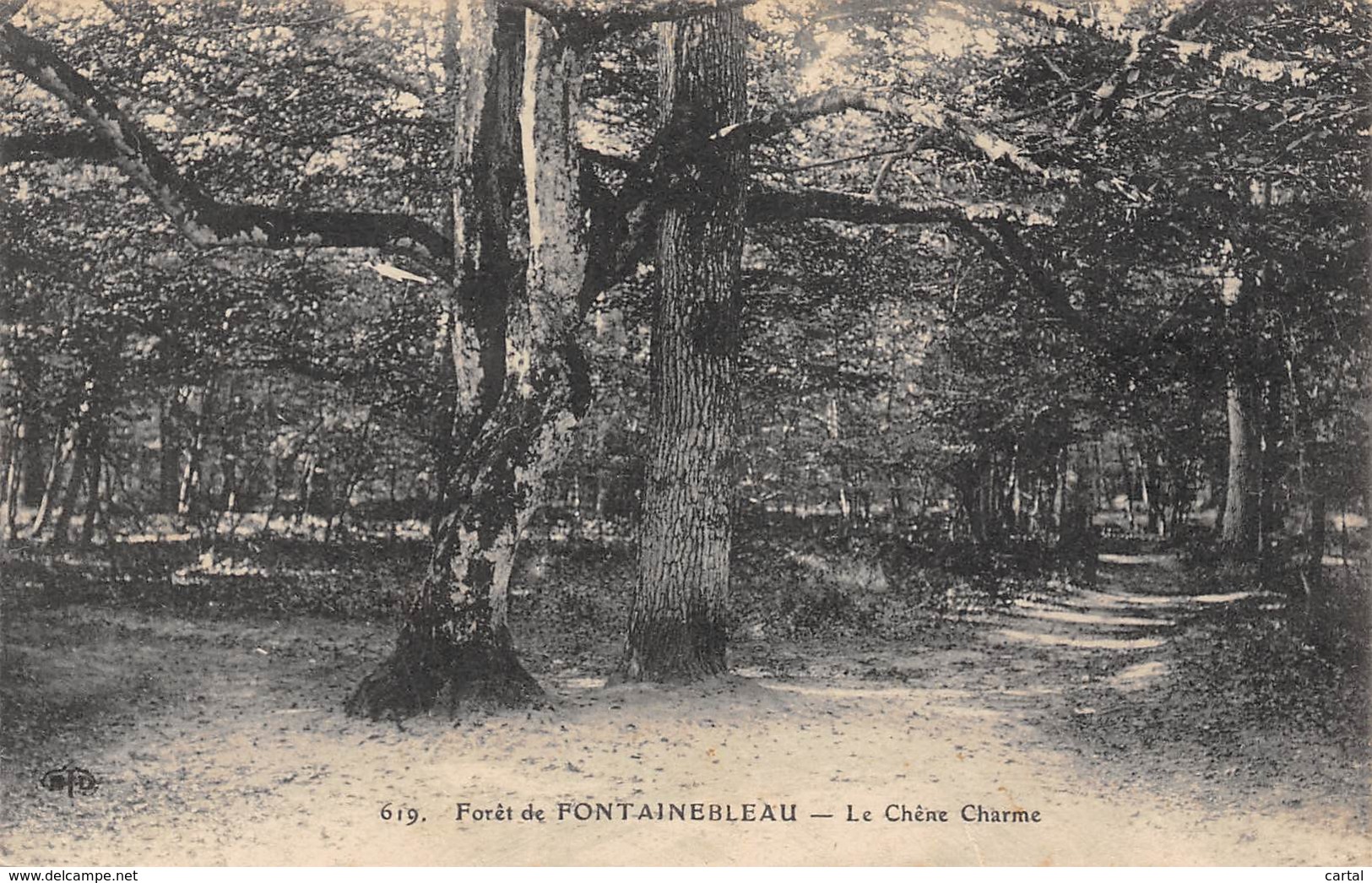 77 - Forêt De FONTAINEBLEAU - Le Chêne Charme - Fontainebleau