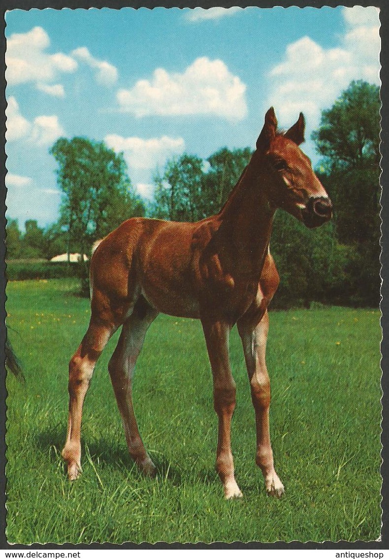 Animals------Horse------old Postcard - Cavalli