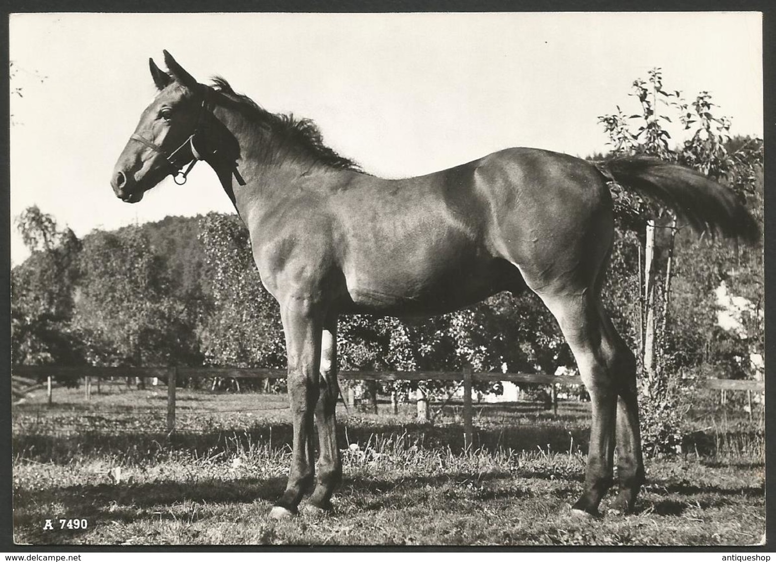 Animals------Horse------old Postcard - Caballos