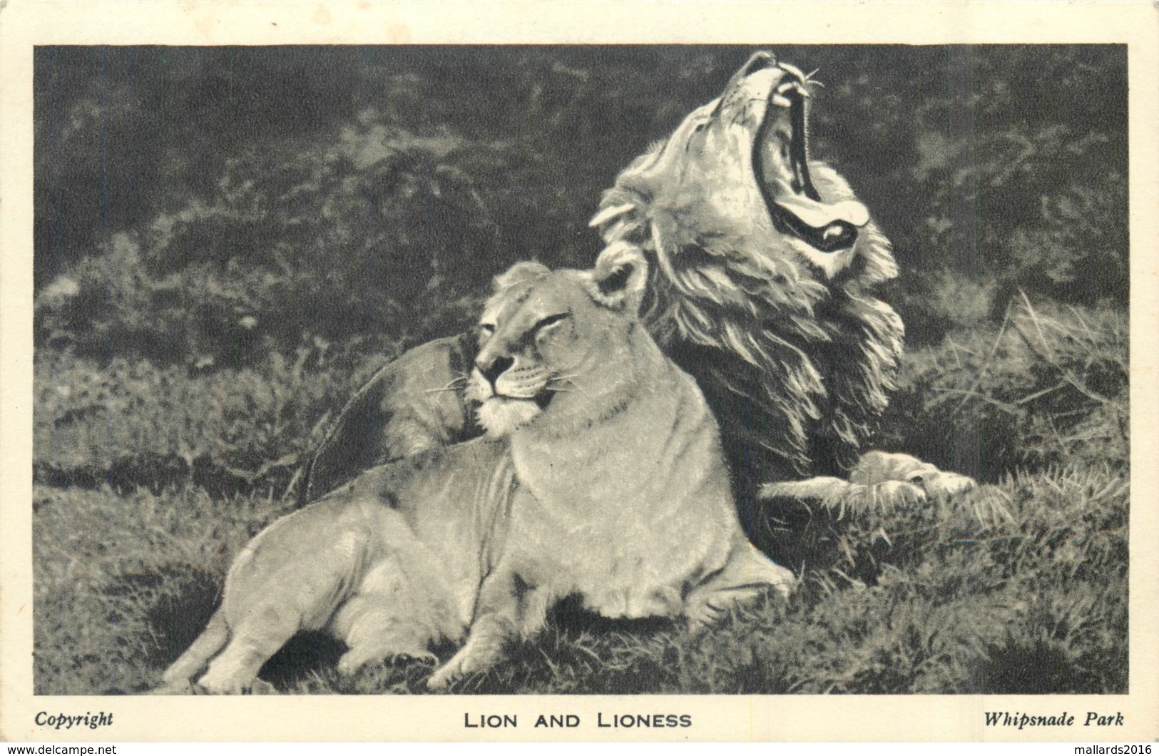 LION AND LIONESS, WHIPSNADE ZOO ~ AN OLD POSTCARD C1950's #8668 - Lions