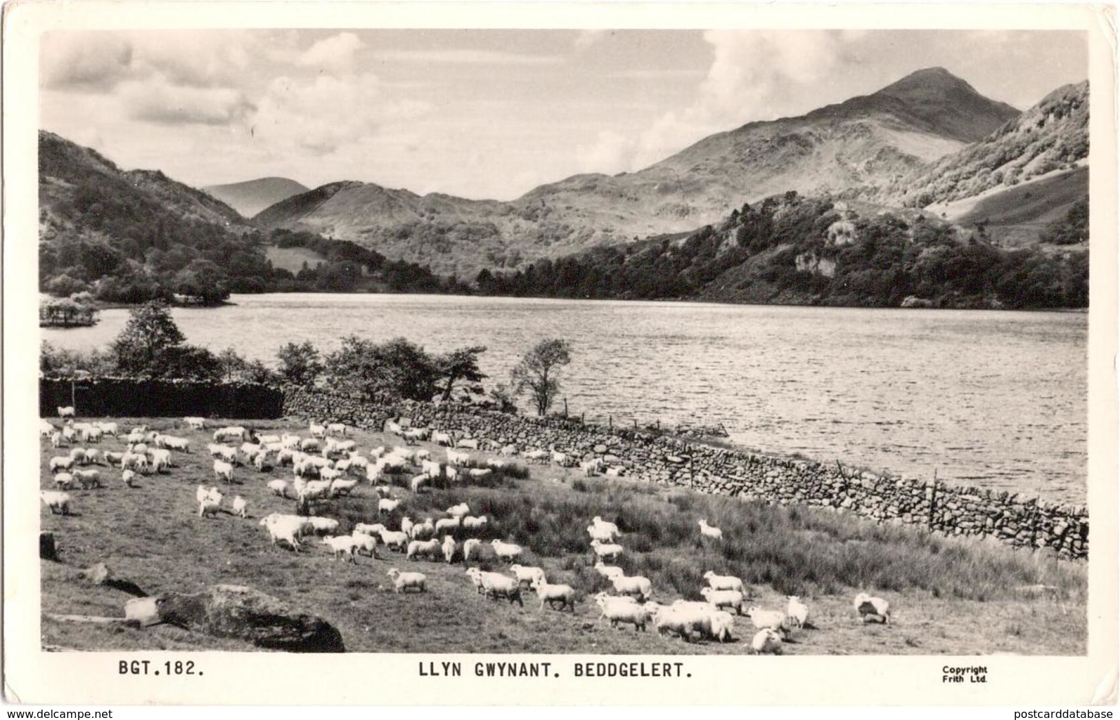 LLyn Gwynant - Beddgelert - & Sheep - Caernarvonshire