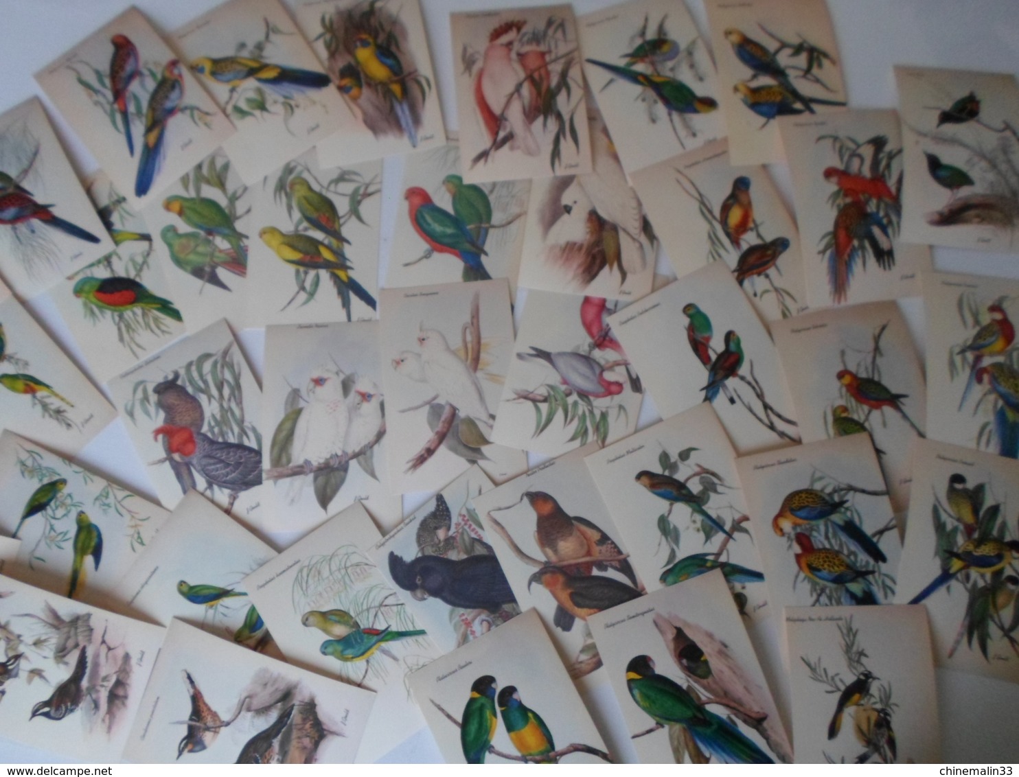 Ornithologie Collection De 40 Cartes  Thème Les Oiseaux De John Gould Dimension 9x14 Légende Au Verso 88 Photos - Birds