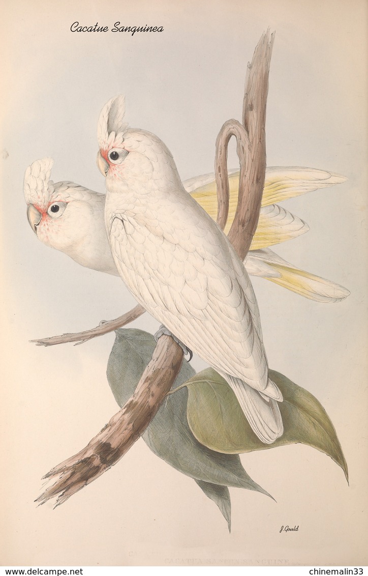 Ornithologie collection de 40 cartes  thème les Oiseaux de John Gould dimension 9x14 légende au verso 88 photos
