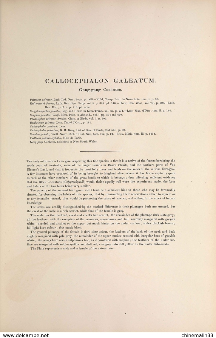 Ornithologie collection de 40 cartes  thème les Oiseaux de John Gould dimension 9x14 légende au verso 88 photos