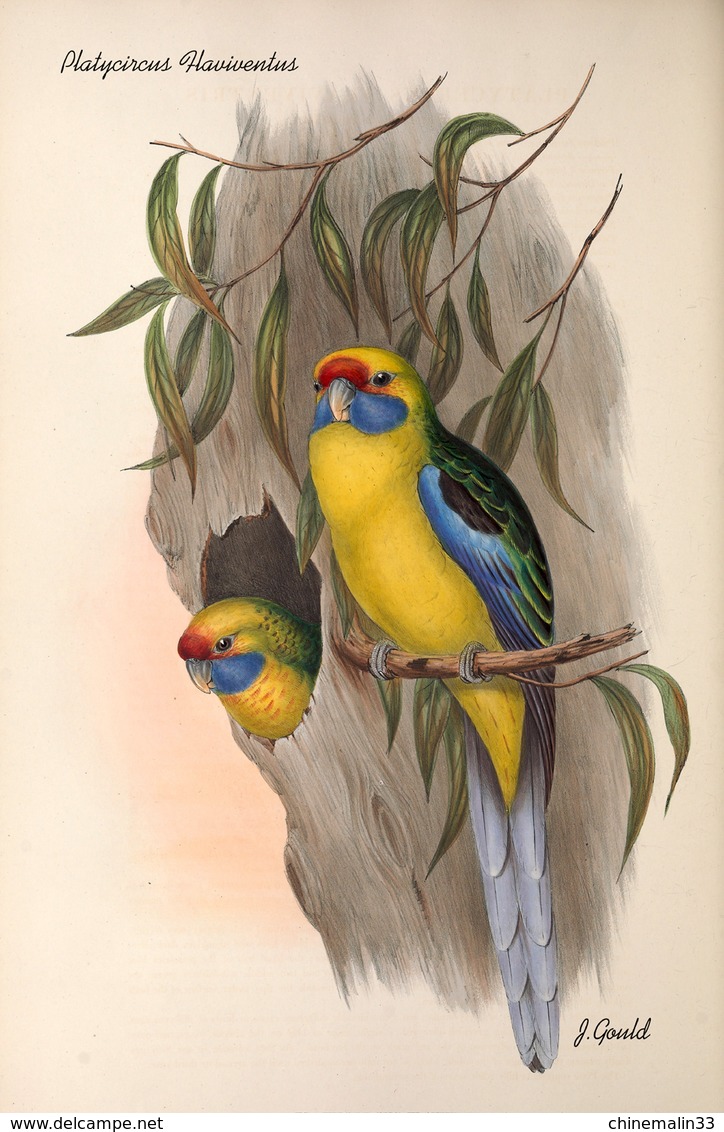 Ornithologie collection de 40 cartes  thème les Oiseaux de John Gould dimension 9x14 légende au verso 88 photos