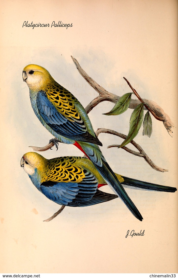 Ornithologie collection de 40 cartes  thème les Oiseaux de John Gould dimension 9x14 légende au verso 88 photos