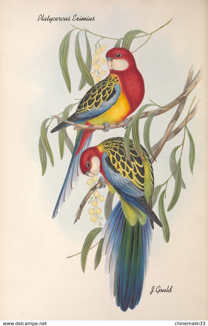 Ornithologie collection de 40 cartes  thème les Oiseaux de John Gould dimension 9x14 légende au verso 88 photos