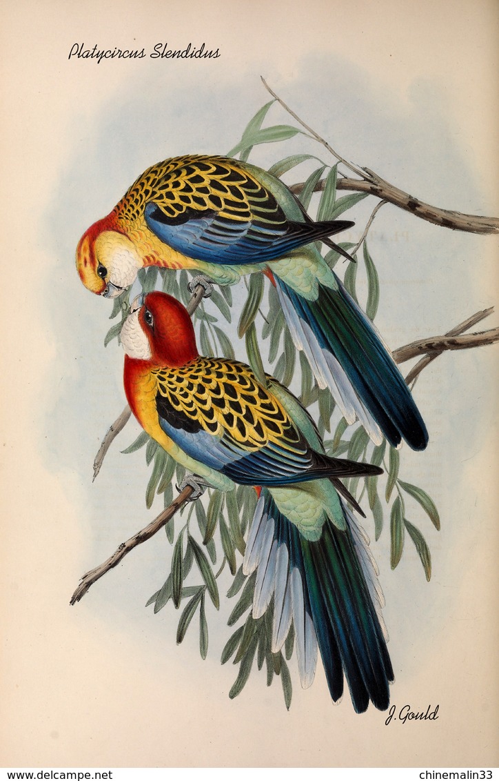 Ornithologie collection de 40 cartes  thème les Oiseaux de John Gould dimension 9x14 légende au verso 88 photos