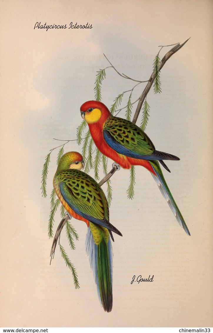 Ornithologie collection de 40 cartes  thème les Oiseaux de John Gould dimension 9x14 légende au verso 88 photos