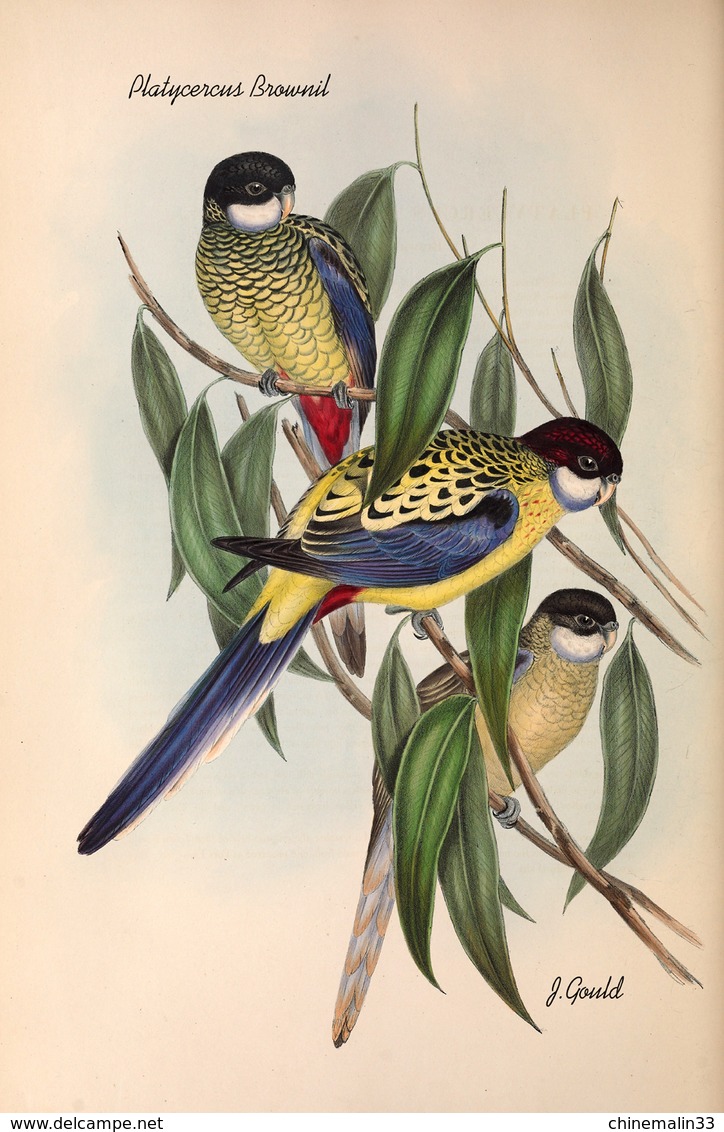 Ornithologie collection de 40 cartes  thème les Oiseaux de John Gould dimension 9x14 légende au verso 88 photos