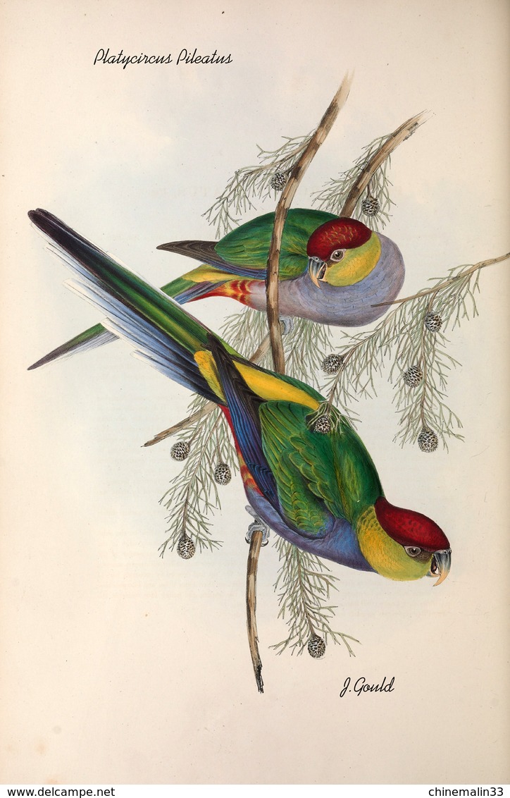 Ornithologie collection de 40 cartes  thème les Oiseaux de John Gould dimension 9x14 légende au verso 88 photos