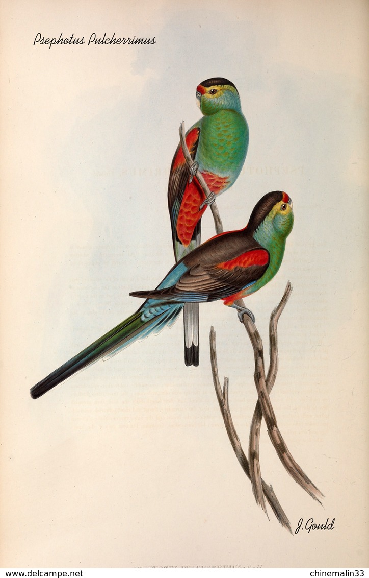 Ornithologie collection de 40 cartes  thème les Oiseaux de John Gould dimension 9x14 légende au verso 88 photos