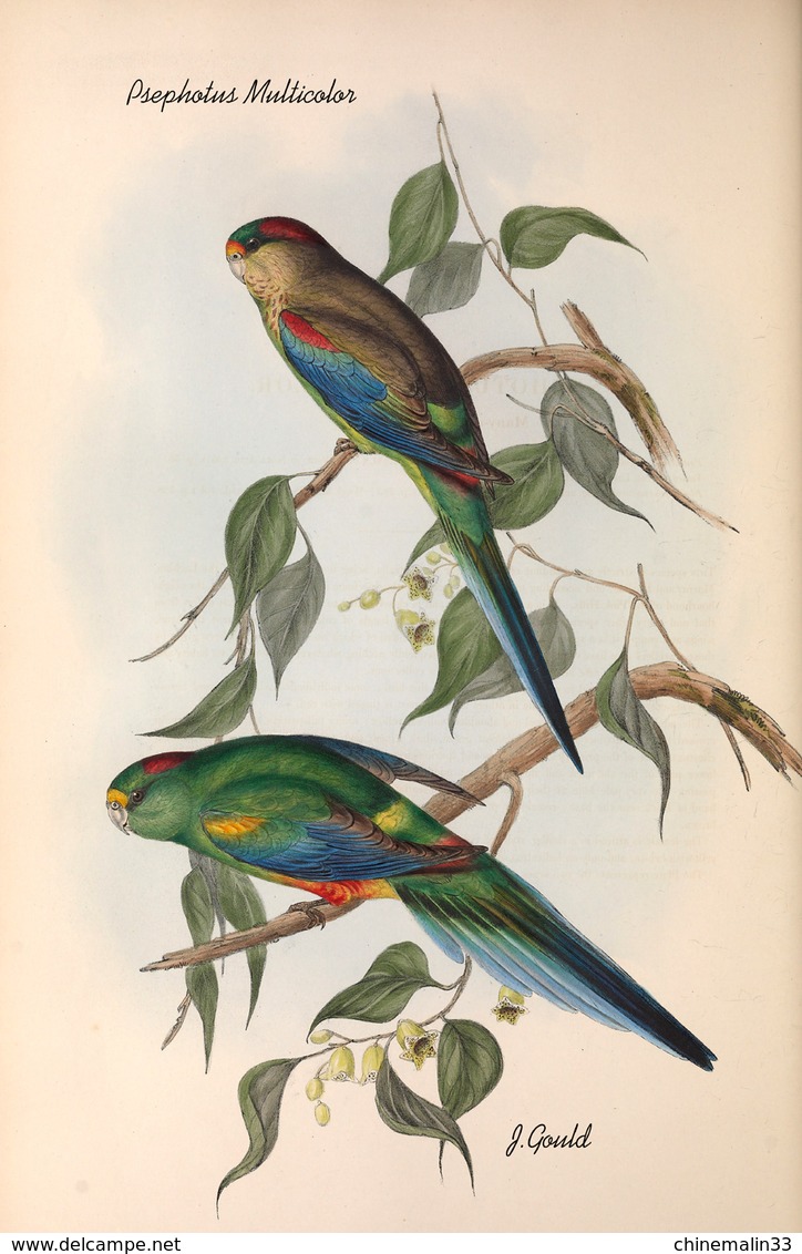 Ornithologie collection de 40 cartes  thème les Oiseaux de John Gould dimension 9x14 légende au verso 88 photos