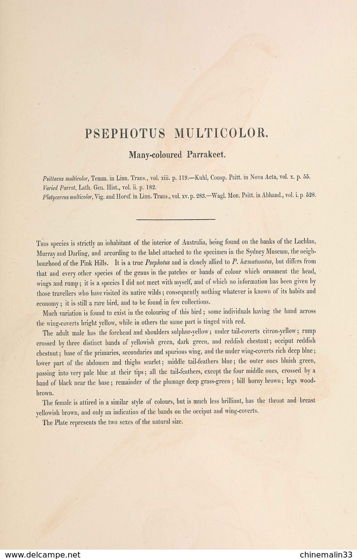 Ornithologie collection de 40 cartes  thème les Oiseaux de John Gould dimension 9x14 légende au verso 88 photos